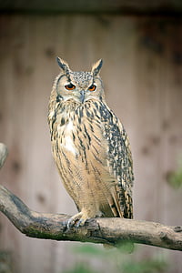 brown owl on tree branch