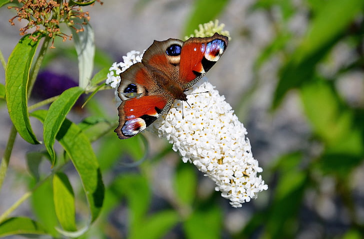 selective focus photography of red butterfly on flower buds