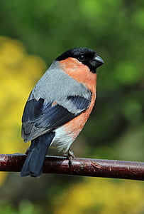 selective photo of a orange and black short beak bird