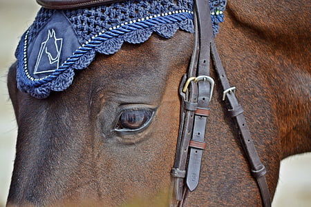 close-up photo brown horse head