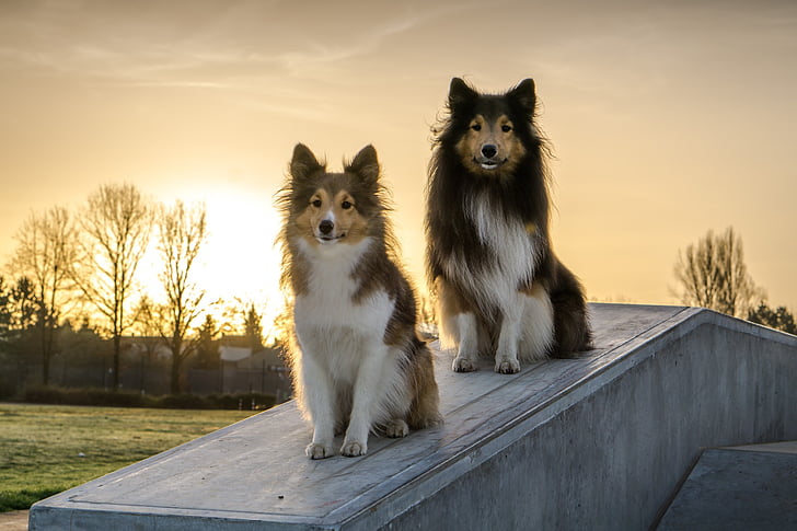 two brown-and-white Shetland sheepdogs