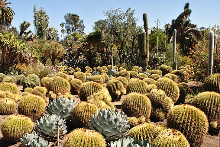 Royalty-Free photo: Barrel cactus plants | PickPik