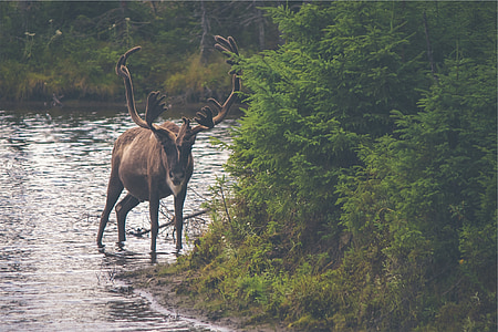 moose on water