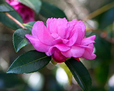 pink rose flower macro photography