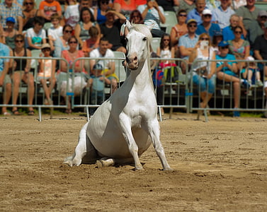 white horse sitting on ground