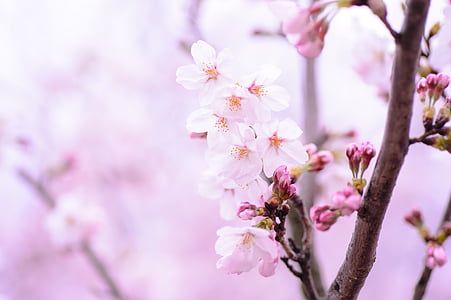 plant, spring, flowers, japan, pink, natural