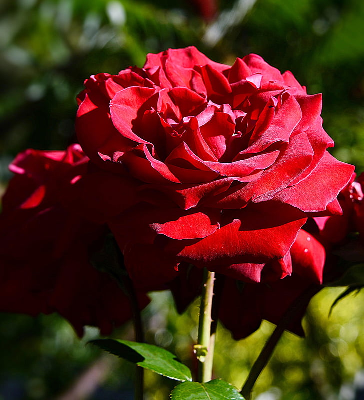 red petaled rose