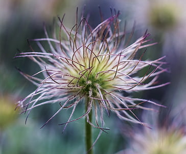 closeup photography of white and purple pasque flower