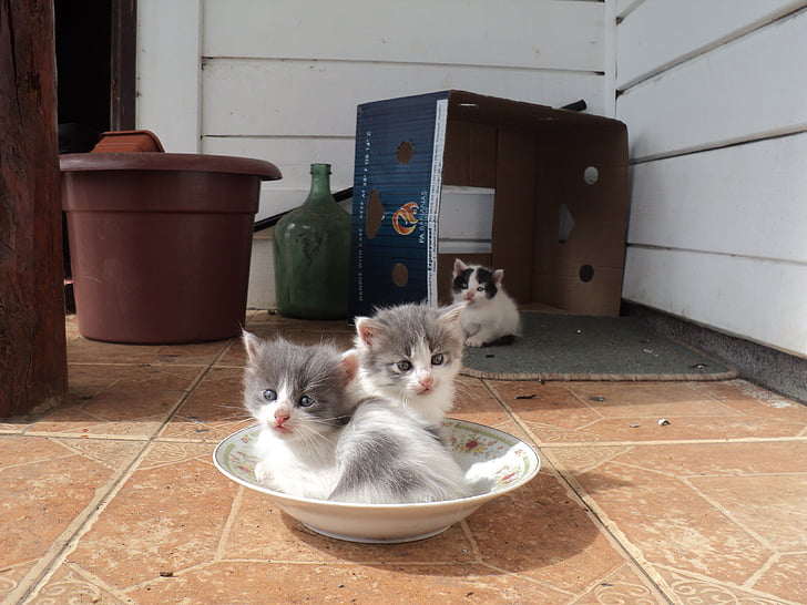 two white-and-gray kittens in bowl