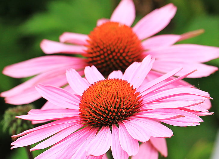 selective focus photography of two pink petaled flowers