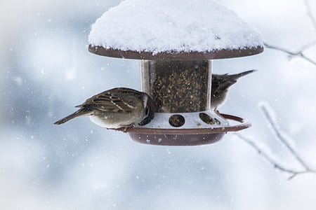 selective focus photo of two brown sparrow birds perching on brown bird feeder during winter
