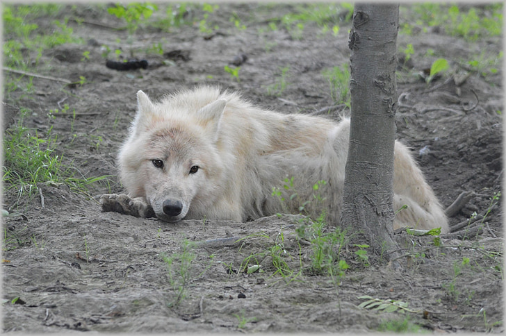 wildlife photography of laying white wolf