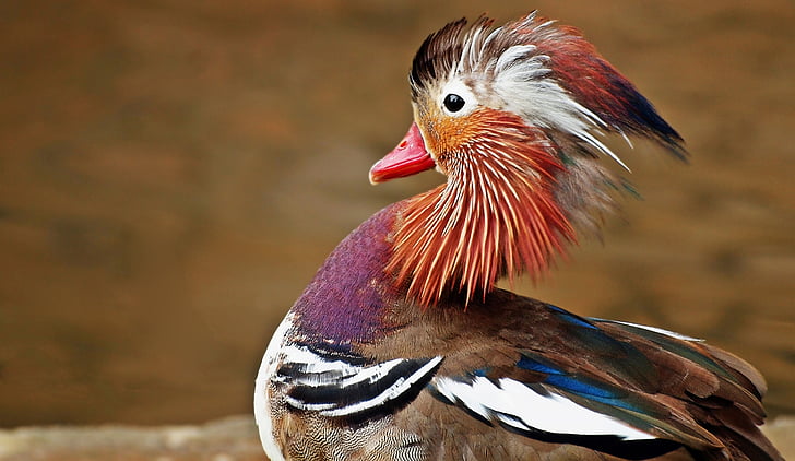 macro photo of multicolored bird