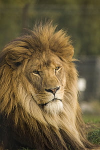 male lion in tilt shift photography