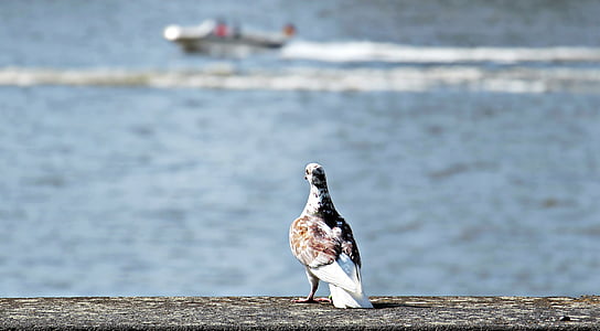 white and brown pigeon near body of water