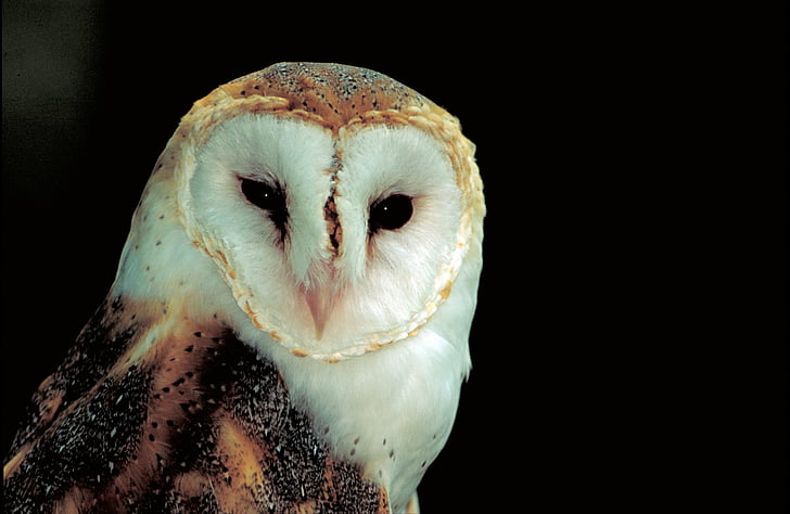 selective photography of beige and brown barn owl