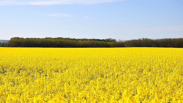 yellow flower field under blue clear sky during daytime