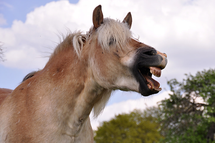 brown horse opening mouth