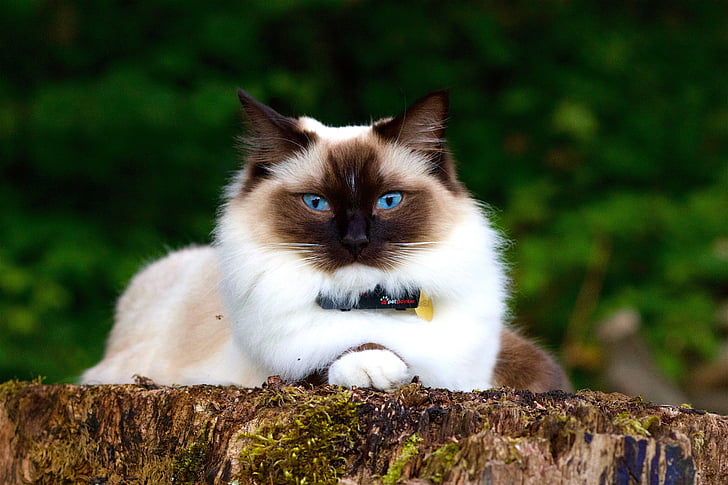 white and black Himalayan cat lying on rock