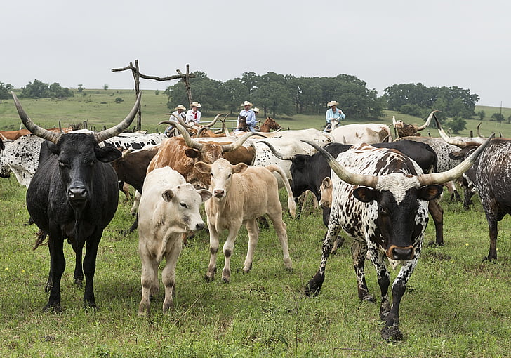 herd of cattle near cowboys at daytime