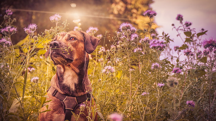 short-coated brown and black dog sitting on purple petaled flower field during daytime