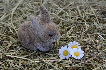 brown rabbit looking at white-and-yellow daisies