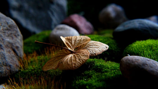 dried brown leaf on green grass
