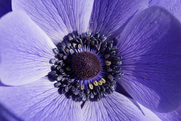 macro photography of purple anemone flower