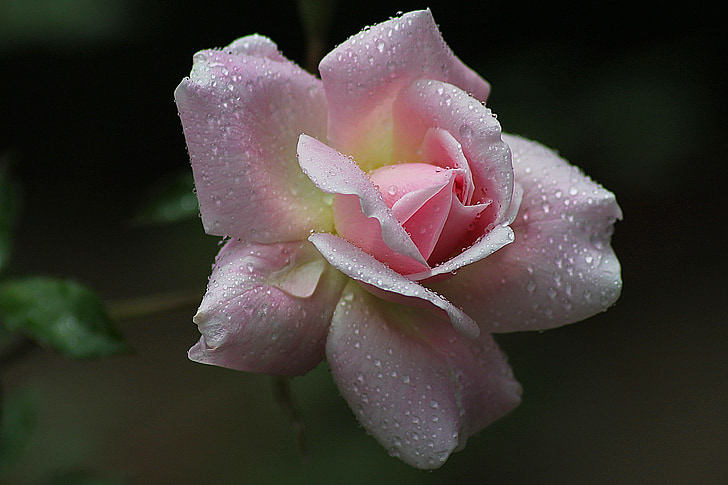 selective focus pink rose flower in bloom