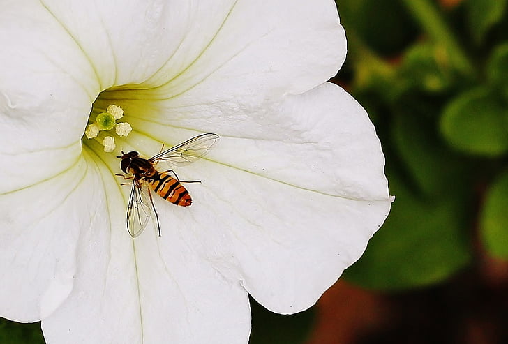 yellow and black hoover fly on white petaled flower