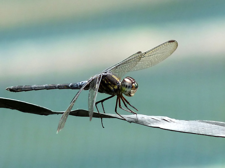 selective focus photography of black dragonfly perched on flat wire
