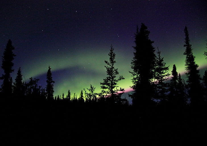 silhouette of forest above aurora