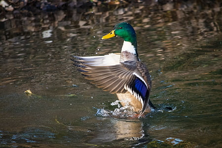 male mallard duck swims on water