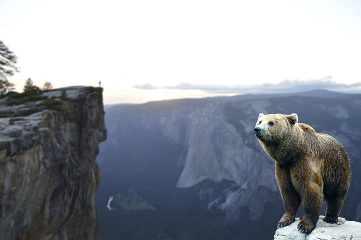 grizzly bear on top of a rock mountain