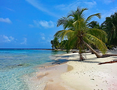 coconut tree near seashore under blue sky during daytime