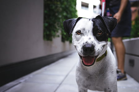 adult white and black Jack Russell terrier
