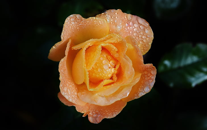 focus photography of orange rose