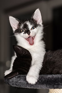 short-coated white and black kitten