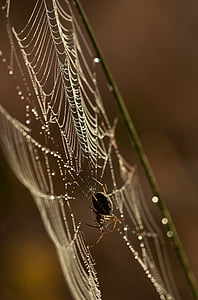 close-up photography of black and brown spider on spiderweb