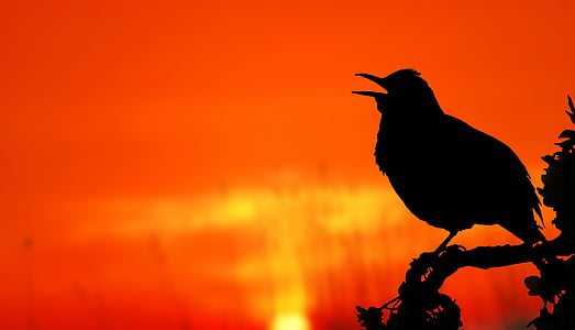 silhouette of passerine bird perched on tree