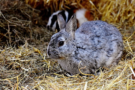 selective focus photography of gray rabbit