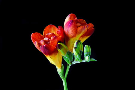 red freesia flower macro photography