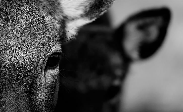 bokeh shot of black and white cow