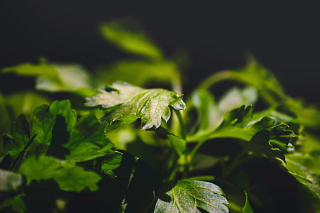 selective focus photo of green plant