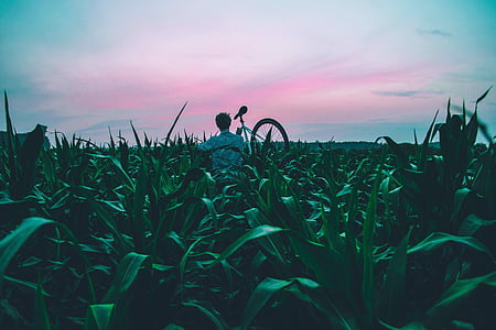 man standing in field of corn plants holding bike
