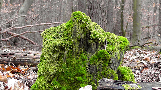 green moss on tree stump