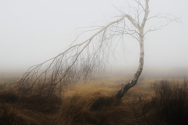 bare tree at the field during day and fog