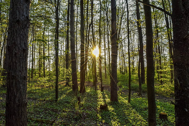 sun rays in forest landscape photograpy