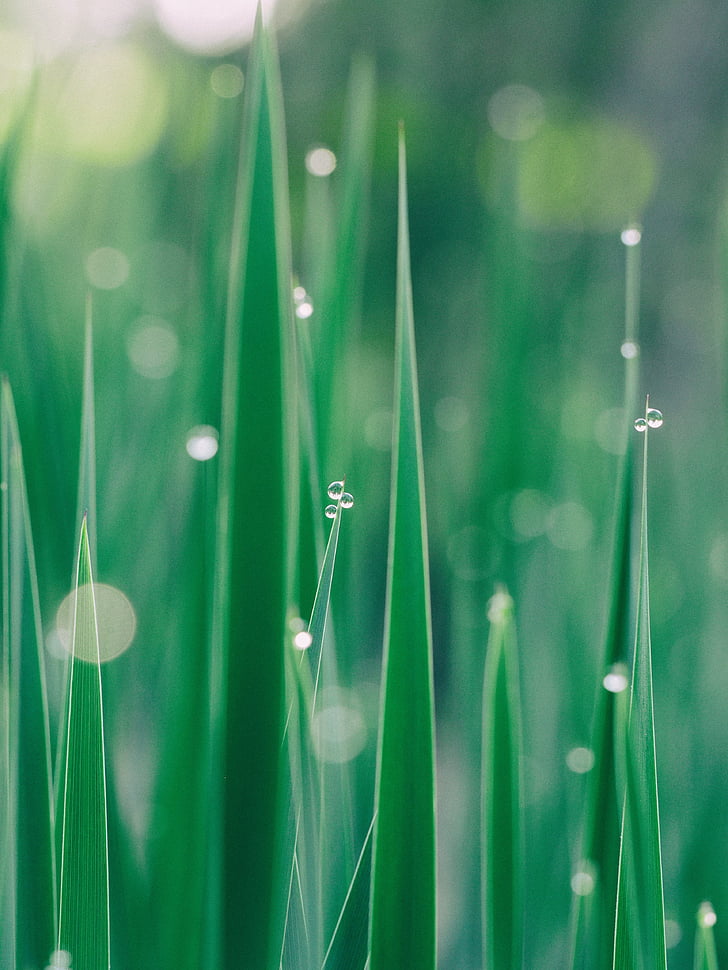 shallow focus photography of grass with water droplets