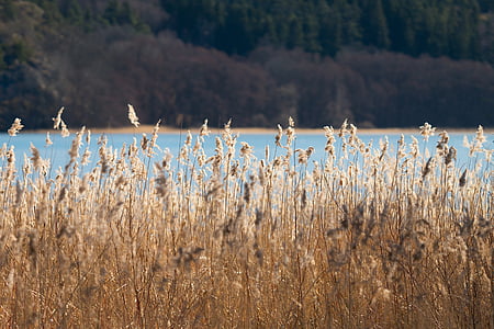 wheat field near body of water